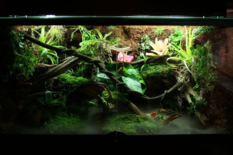 My FIRST build log. Exo Terra 36 X 18 X 24 Dendroboard